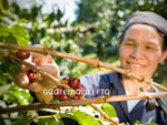 Single Origin | Guatemala | Medium Roast